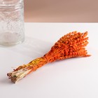 Набор сухоцветов "Железница", банч длина 35 (+/- 6 см), оранжевый - фото 9743747