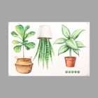 Наклейка пластик интерьерная цветная "Домашние растения" 40х60 см - фото 321511554