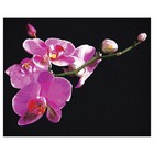 Картина по номерам на черном холсте «Цветы орхидеи», 40 × 50 см - фото 3874371