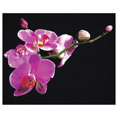 Картина по номерам на черном холсте «Цветы орхидеи», 40 × 50 см