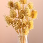 Набор сухоцветов "Ворсянка", банч 7-8 шт, длина 50 (+/- 6)  см, выбеленный - Фото 2