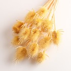 Набор сухоцветов "Ворсянка", банч 7-8 шт, длина 50 (+/- 6)  см, выбеленный - Фото 3