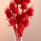 Набор сухоцветов "Ворсянка", банч 7-8 шт, длина 50 (+/- 6 см), красный - Фото 2