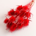 Набор сухоцветов "Ворсянка", банч 7-8 шт, длина 50 (+/- 6 см), красный - Фото 3