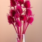 Набор сухоцветов "Ворсянка", банч 7-8 шт, длина 50 (+/- 6 см), фуксия - Фото 2