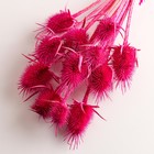 Набор сухоцветов "Ворсянка", банч 7-8 шт, длина 50 (+/- 6 см), фуксия - Фото 3