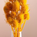 Набор сухоцветов "Ворсянка", банч 7-8 шт, длина 50 (+/- 6 см), желтый - Фото 2