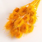 Набор сухоцветов "Ворсянка", банч 7-8 шт, длина 50 (+/- 6 см), желтый - Фото 3