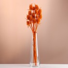Набор сухоцветов "Ворсянка", банч 7-8 шт, длина 50 (+/- 6 см), оранжевый - фото 12204656