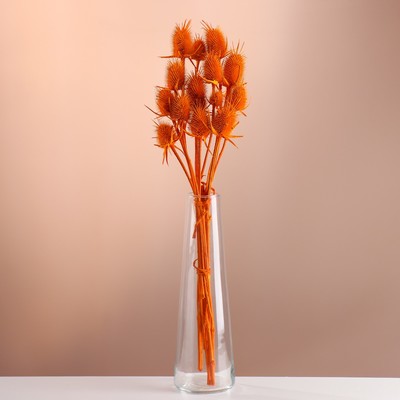 Набор сухоцветов "Ворсянка", банч 7-8 шт, длина 50 (+/- 6 см), оранжевый