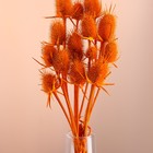 Набор сухоцветов "Ворсянка", банч 7-8 шт, длина 50 (+/- 6 см), оранжевый - Фото 2