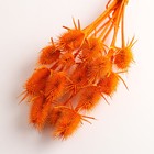 Набор сухоцветов "Ворсянка", банч 7-8 шт, длина 50 (+/- 6 см), оранжевый - Фото 3