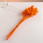 Набор сухоцветов "Ворсянка", банч 7-8 шт, длина 50 (+/- 6 см), оранжевый - Фото 4