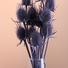 Набор сухоцветов "Ворсянка", банч 7-8 шт, длина 50 (+/- 6 см), фиолетовый - Фото 2