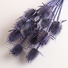 Набор сухоцветов "Ворсянка", банч 7-8 шт, длина 50 (+/- 6 см), фиолетовый - Фото 3