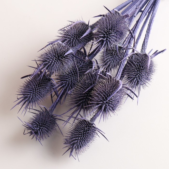 Набор сухоцветов "Ворсянка", банч 7-8 шт, длина 50 (+/- 6 см), фиолетовый