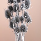 Набор сухоцветов "Ворсянка", банч 7-8 шт, длина 50 (+/- 6 см), серебро - Фото 2