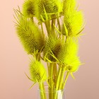 Набор сухоцветов "Ворсянка", банч 7-8 шт, длина 50 (+/- 6 см), ярко-желтый - Фото 2