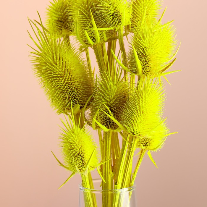 Набор сухоцветов "Ворсянка", банч 7-8 шт, длина 50 (+/- 6 см), ярко-желтый