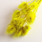 Набор сухоцветов "Ворсянка", банч 7-8 шт, длина 50 (+/- 6 см), ярко-желтый - Фото 3