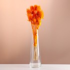Набор сухоцветов "Ворсянка", банч 7-8 шт, длина 40 (+/- 6 см), ярко-оранжевый - фото 12204680