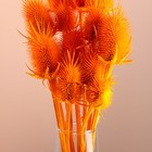 Набор сухоцветов "Ворсянка", банч 7-8 шт, длина 40 (+/- 6 см), ярко-оранжевый - Фото 2