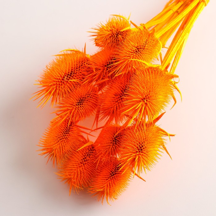 Набор сухоцветов "Ворсянка", банч 7-8 шт, длина 40 (+/- 6 см), ярко-оранжевый
