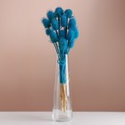 Набор сухоцветов "Ворсянка", банч 7-8 шт, длина 50 (+/- 6 см), ярко-синий - фото 321519357