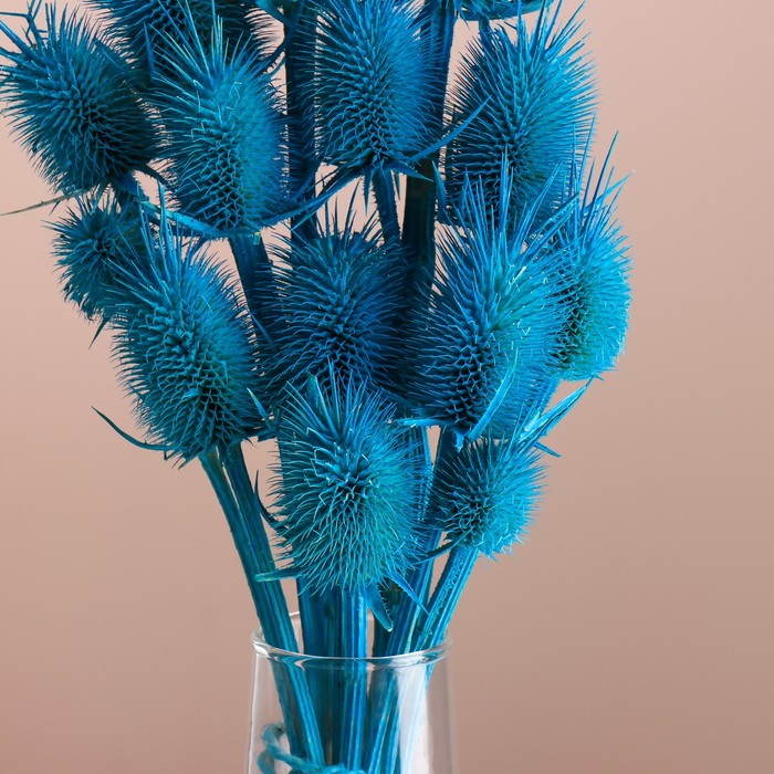 Набор сухоцветов "Ворсянка", банч 7-8 шт, длина 50 (+/- 6 см), ярко-синий