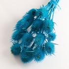 Набор сухоцветов "Ворсянка", банч 7-8 шт, длина 50 (+/- 6 см), ярко-синий - Фото 3