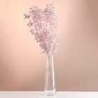 Набор сухоцветов "Рускус", банч 5-6 шт, длина 50-60 (+/- 6 см), розовый - Фото 1