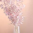 Набор сухоцветов "Рускус", банч 5-6 шт, длина 50-60 (+/- 6 см), розовый - Фото 2