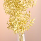 Набор сухоцветов "Рускус", банч 5-6 шт, длина 50-60 (+/- 6 см), желтый - Фото 2