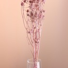 Набор сухоцветов "Эрингиум", банч 5 шт, длина 50 (+/- 6 см), розовый - Фото 2