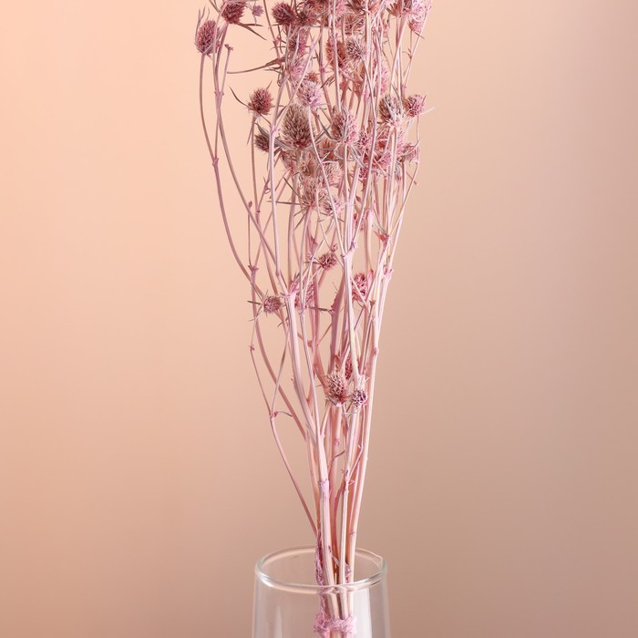 Набор сухоцветов "Эрингиум", банч 5 шт, длина 50 (+/- 6 см), розовый