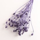 Набор сухоцветов "Эрингиум", банч 5 шт, длина 50 (+/- 6 см), фиолетовый - Фото 3