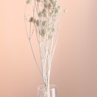 Набор сухоцветов "Эрингиум", банч 5 шт, длина 50 (+/- 6 см), белый - Фото 2
