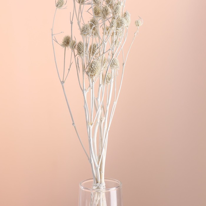 Набор сухоцветов "Эрингиум", банч 5 шт, длина 50 (+/- 6 см), белый
