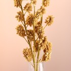 Набор сухоцветов "Солодка", банч 3 шт, длина 60 (+/- 6 см), выбеленный - Фото 2