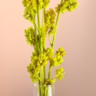 Набор сухоцветов "Солодка", банч 3 шт, длина 50  (+/- 6 см), ярко-желтый - Фото 2