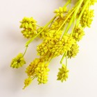 Набор сухоцветов "Солодка", банч 3 шт, длина 50  (+/- 6 см), ярко-желтый - Фото 3