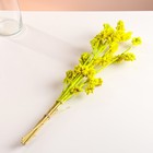 Набор сухоцветов "Солодка", банч 3 шт, длина 50  (+/- 6 см), ярко-желтый - Фото 4
