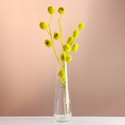 Набор сухоцветов "Солодка", банч 3 шт, длина 50  (+/- 6 см), ярко-желтый - Фото 5