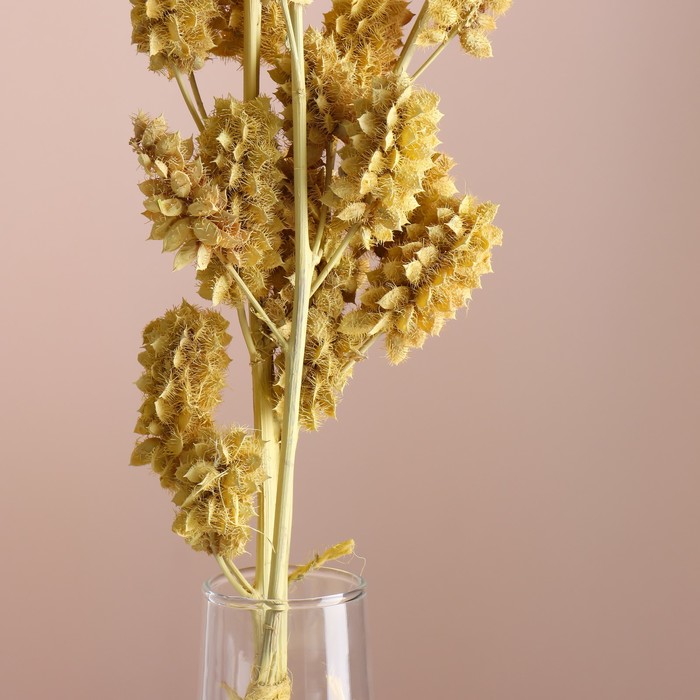 Набор сухоцветов "Солодка", банч 3 шт, длина 60 (+/- 6 см), желтый