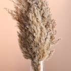 Набор сухоцветов "Камыш", банч длина 65 (+/- 6 см), натуральный - Фото 2