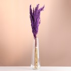 Набор сухоцветов "Камыш", банч длина 65 (+/- 6 см), фиолетовый - Фото 1