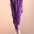 Набор сухоцветов "Камыш", банч длина 65 (+/- 6 см), фиолетовый - Фото 2