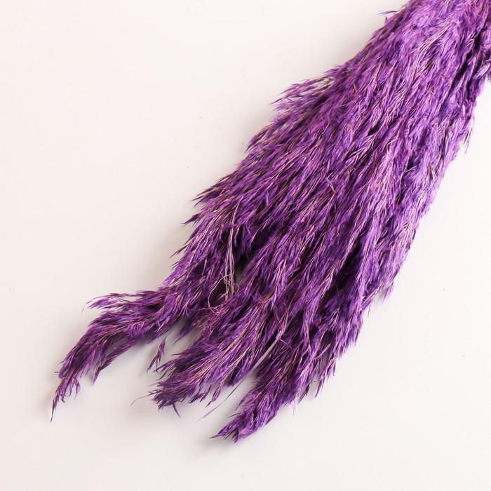Набор сухоцветов "Камыш", банч длина 65 (+/- 6 см), фиолетовый