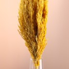 Набор сухоцветов "Камыш", банч длина 65 (+/- 6 см), желтый - Фото 2