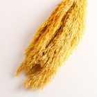 Набор сухоцветов "Камыш", банч длина 65 (+/- 6 см), желтый - Фото 3